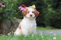 Rain, a female Miniature Bernedoodle for sale in Baltic, OH – 4 of 7
