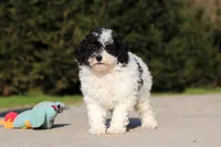 Chase, a male Poodle - Miniature  for sale in Baltic, OH – 4 of 5