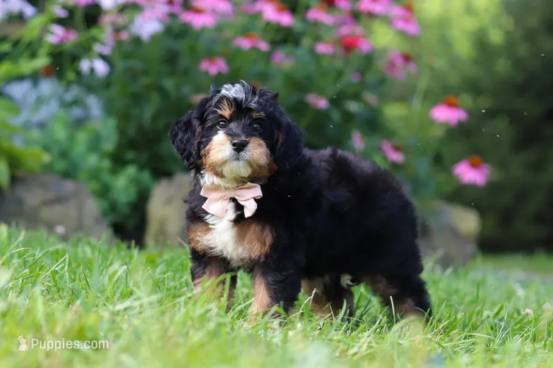 Lotus – Miniature Bernedoodle puppy for sale in Baltic, OH