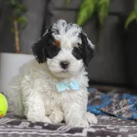 Hayden, a male Miniature Bernedoodle for sale in Baltic, OH – Photo 1 of 6