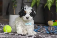 Hayden, a male Miniature Bernedoodle for sale in Baltic, OH – Photo 1 of 6