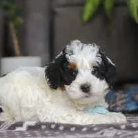 Hayden, a male Miniature Bernedoodle for sale in Baltic, OH – Photo 3 of 6