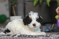 Hayden, a male Miniature Bernedoodle for sale in Baltic, OH – Photo 3 of 6