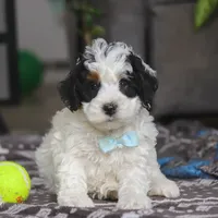 Hayden, a male Miniature Bernedoodle for sale in Baltic, OH – Photo 2 of 6