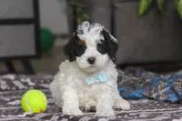 Hayden, a male Miniature Bernedoodle for sale in Baltic, OH – Photo 2 of 6