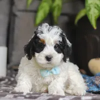 Hayden, a male Miniature Bernedoodle for sale in Baltic, OH – Photo 4 of 6