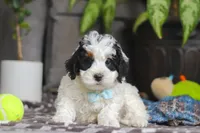 Hayden, a male Miniature Bernedoodle for sale in Baltic, OH – Photo 4 of 6