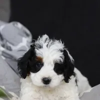 Hayden, a male Miniature Bernedoodle for sale in Baltic, OH – Photo 5 of 6