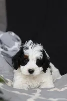 Hayden, a male Miniature Bernedoodle for sale in Baltic, OH – Photo 5 of 6