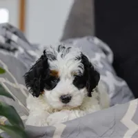 Hayden, a male Miniature Bernedoodle for sale in Baltic, OH – Photo 6 of 6