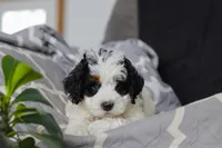 Hayden, a male Miniature Bernedoodle for sale in Baltic, OH – Photo 6 of 6