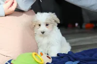 Ace, a male Maltipoo for sale in Baltic, OH – Photo 4 of 4