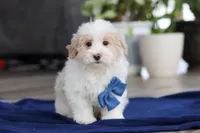 Ace, a male Maltipoo for sale in Baltic, OH – Photo 2 of 4