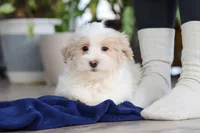 Ace, a male Maltipoo for sale in Baltic, OH – Photo 3 of 4