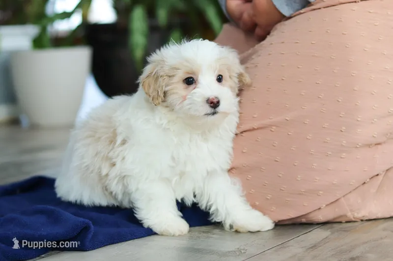 Ace – Maltipoo puppy for sale in Baltic, OH