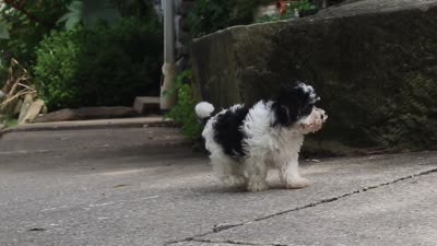 Brodie, a male Maltipoo for sale in Baltic, OH – 5 of 5