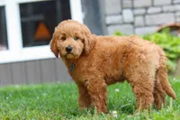 Theo, a male Goldendoodle for sale in Baltic, OH – 9 of 10