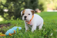 Banjo, a male English Bulldog and Beagle for sale in Baltic, OH – 2 of 9