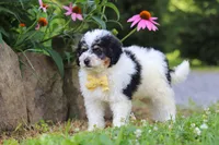 Tundra, a male Miniature Bernedoodle for sale in Baltic, OH – 3 of 9