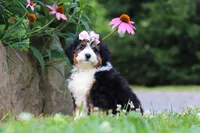 Clover, a female Miniature Bernedoodle for sale in Baltic, OH – 4 of 8