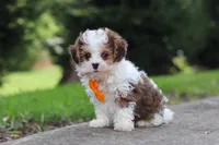 Benji, a male Maltipoo for sale in Baltic, OH – 5 of 6