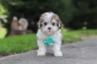 Kobe, a male Maltipoo for sale in Baltic, OH – 5 of 6