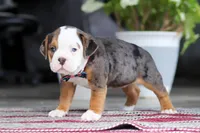 Lily, a female English Bulldog and Beagle for sale in Baltic, OH – 3 of 4