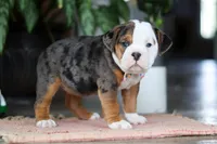 Lily, a female English Bulldog and Beagle for sale in Baltic, OH – 1 of 4