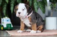 Lily, a female English Bulldog and Beagle for sale in Baltic, OH – 4 of 4