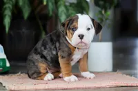 Lily, a female English Bulldog and Beagle for sale in Baltic, OH – 2 of 4