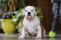 Max, a male English Bulldog and Beagle for sale in Baltic, OH – Photo 3 of 6