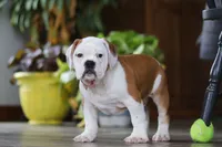 Max, a male English Bulldog and Beagle for sale in Baltic, OH – Photo 5 of 6