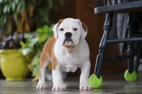 Max, a male English Bulldog and Beagle for sale in Baltic, OH – Photo 1 of 6