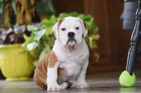 Max, a male English Bulldog and Beagle for sale in Baltic, OH – Photo 6 of 6
