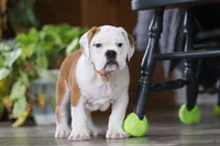 Max, a male English Bulldog and Beagle for sale in Baltic, OH – Photo 4 of 6