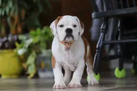 Max, a male English Bulldog and Beagle for sale in Baltic, OH – Photo 2 of 6