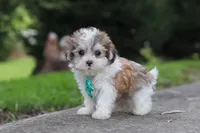 Kobe, a male Maltipoo for sale in Baltic, OH – 3 of 6