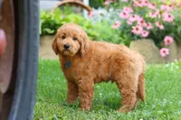 Theo, a male Goldendoodle for sale in Baltic, OH – 8 of 10