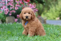 Theo, a male Goldendoodle for sale in Baltic, OH – 4 of 10