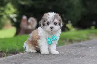 Kobe, a male Maltipoo for sale in Baltic, OH – 4 of 6