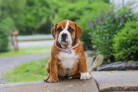 Lucy, a female English Bulldog and Beagle for sale in Baltic, OH – 2 of 6