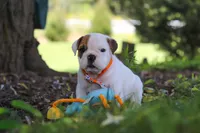 Banjo, a male English Bulldog and Beagle for sale in Baltic, OH – 8 of 9