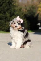Poppy, a female Poodle - Miniature  for sale in Baltic, OH – 2 of 7