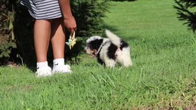 Tundra, a male Miniature Bernedoodle for sale in Baltic, OH – 9 of 9