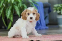 Mason, a male Cockapoo for sale in Baltic, OH – Photo 3 of 5