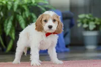 Mason, a male Cockapoo for sale in Baltic, OH – Photo 5 of 5