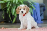Mason, a male Cockapoo for sale in Baltic, OH – Photo 1 of 5