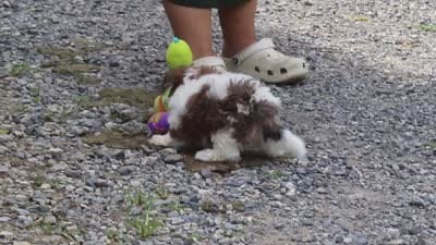 Benji, a male Maltipoo for sale in Baltic, OH – 6 of 6