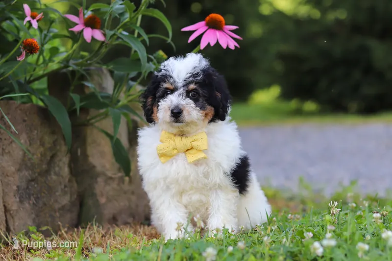 Tundra – Miniature Bernedoodle puppy for sale in Baltic, OH