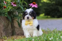 Tundra, a male Miniature Bernedoodle for sale in Baltic, OH – 1 of 9
